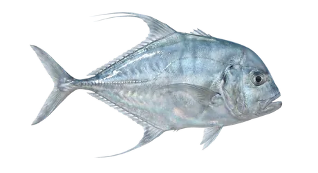 African Pompano