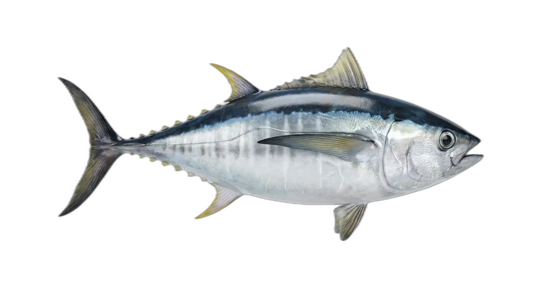 Albacore