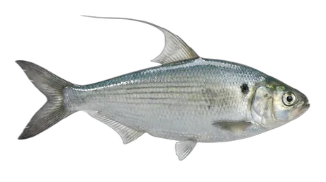 American Gizzard Shad
