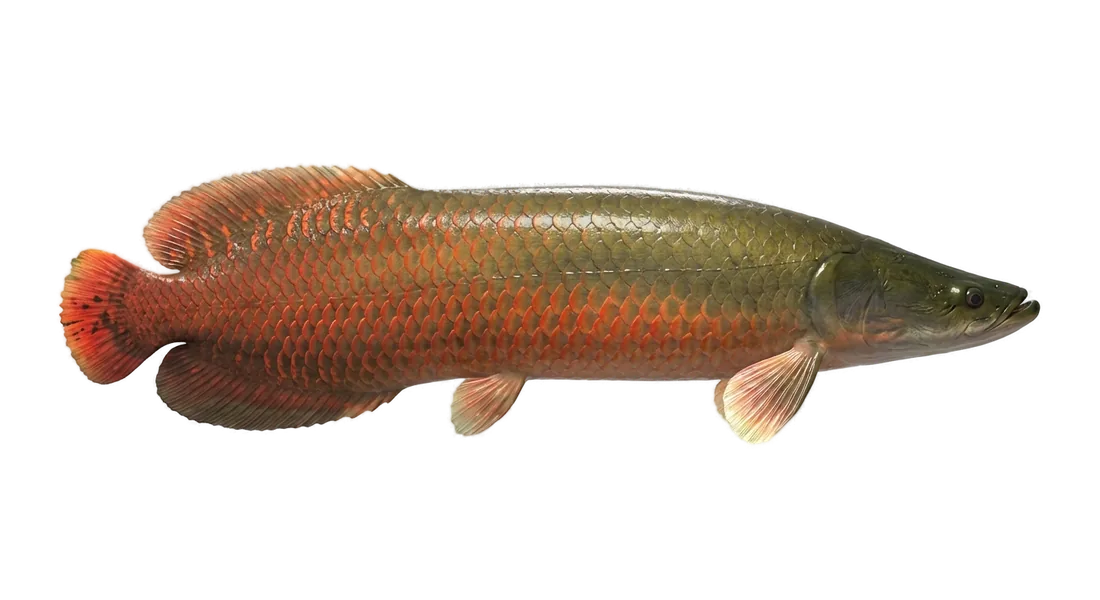 Arapaima