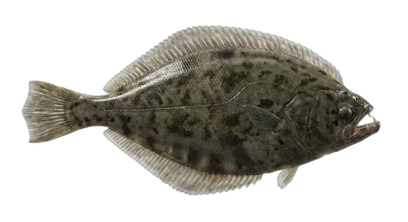 Arrow-Tooth Flounder