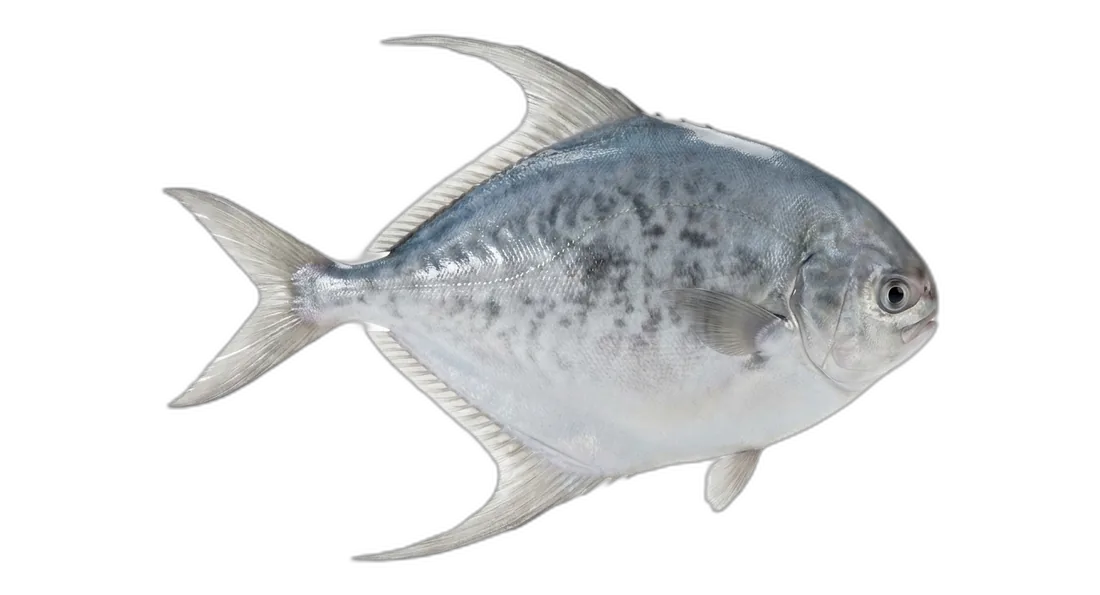Atlantic Butterfish
