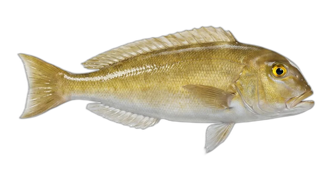 Atlantic Goldeneye Tilefish