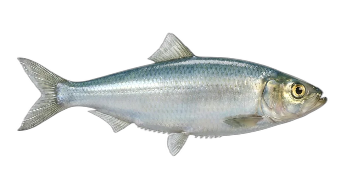 Atlantic Herring