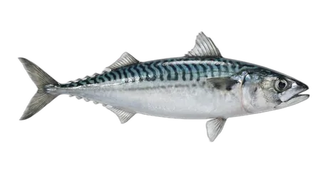 Atlantic Mackerel