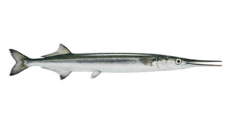 Atlantic Needlefish
