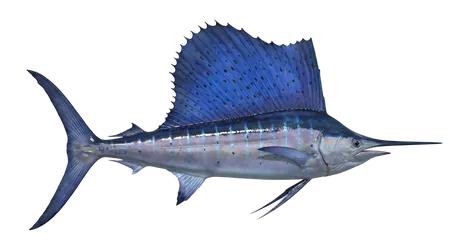 Atlantic Sailfish