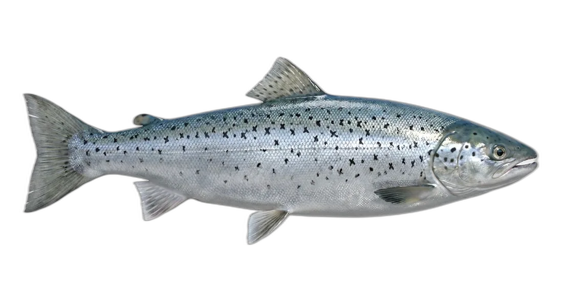 Atlantic Salmon