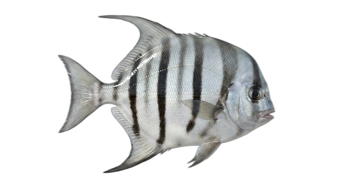 Atlantic Spadefish