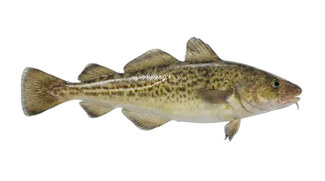 Atlantic Tomcod