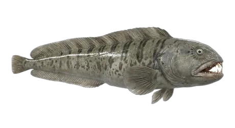 Atlantic Wolffish