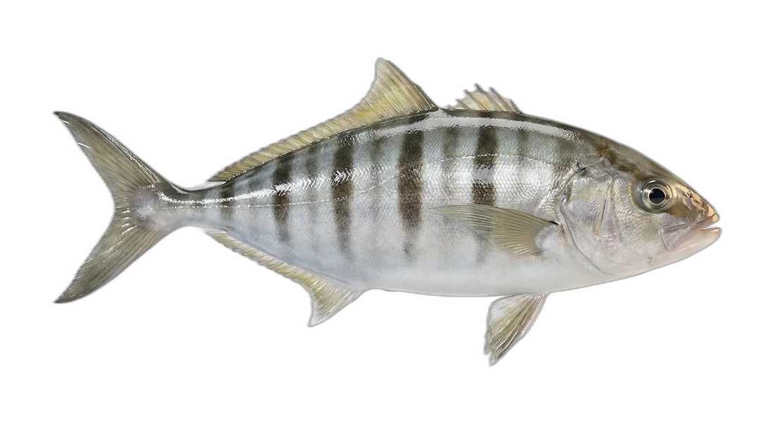 Banded Rudderfish