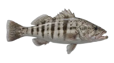 Barred Sand Bass