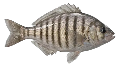Barred Surfperch