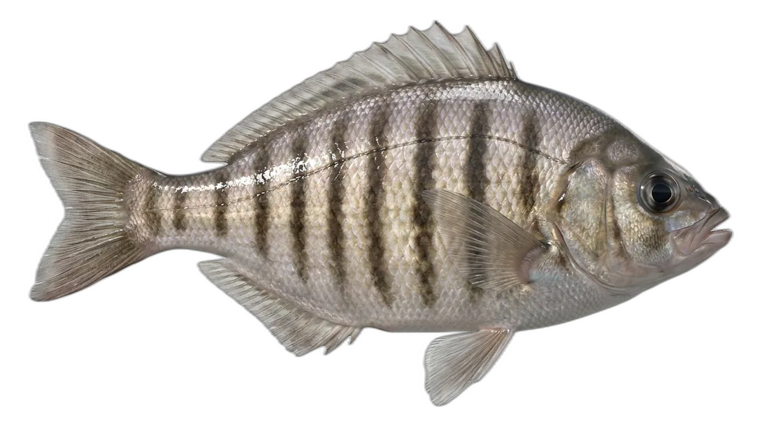Barred Surfperch