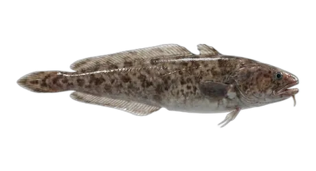 Bearded Brotula