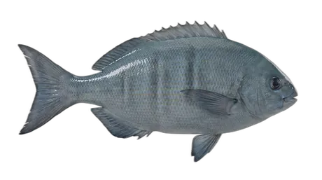 Bermuda Chub