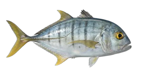 Bigeye Trevally