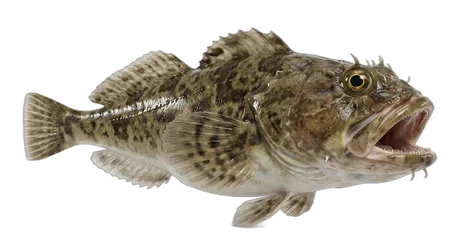 Bigmouth Sculpin