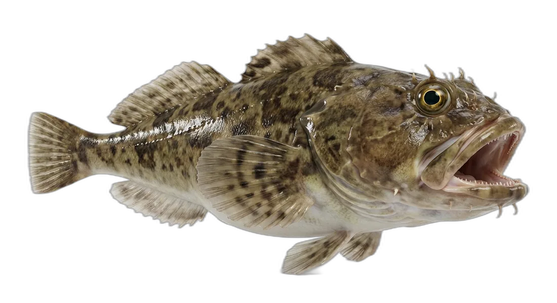 Bigmouth Sculpin