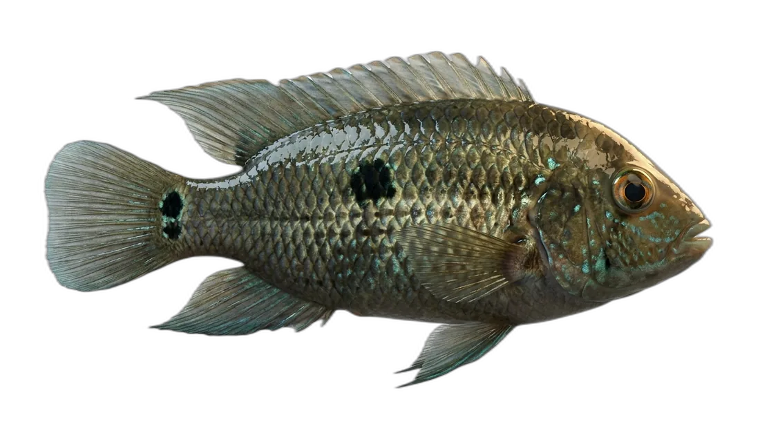 Black Acara