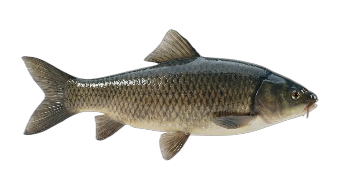 Black Carp