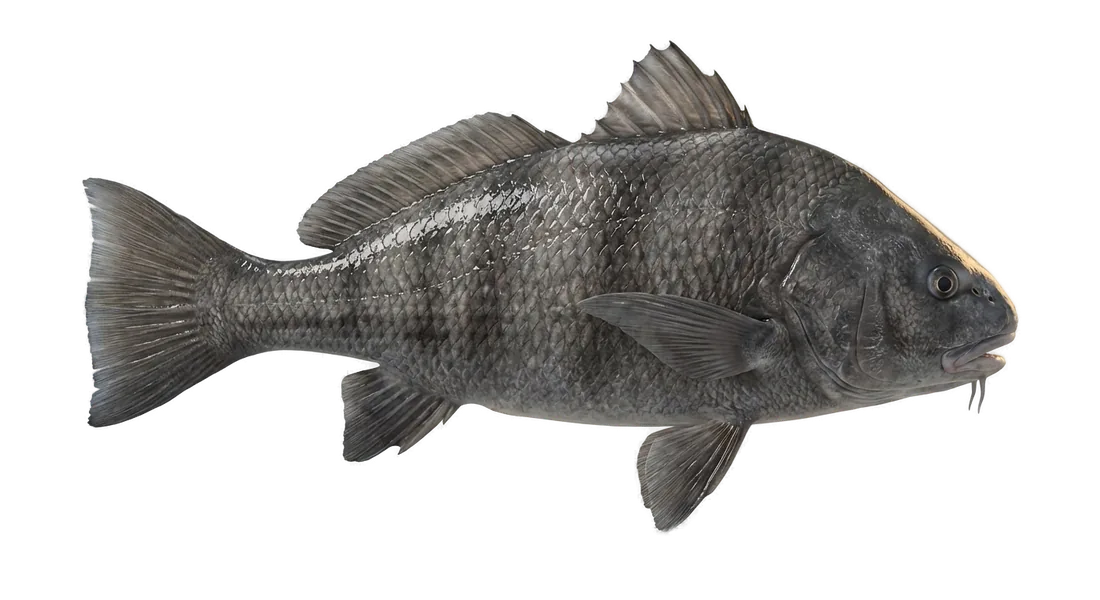 Black Drum