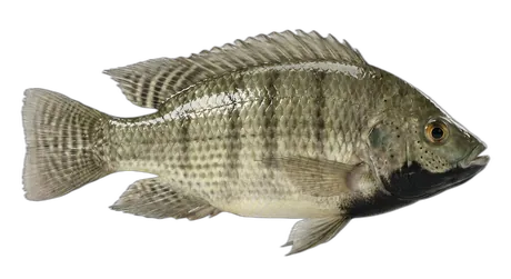 Blackchin Tilapia