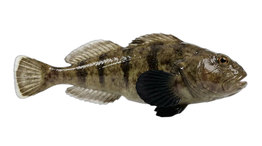 Blackfin Sculpin