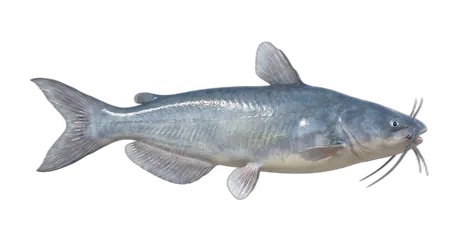 Blue Catfish