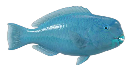Blue Parrotfish