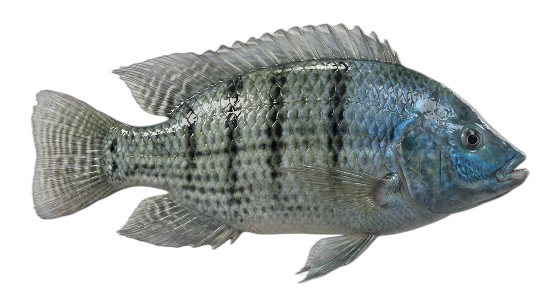 Blue Tilapia