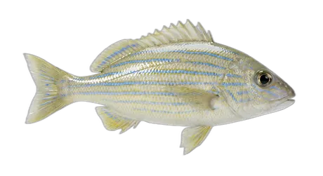 Bluestriped Grunt