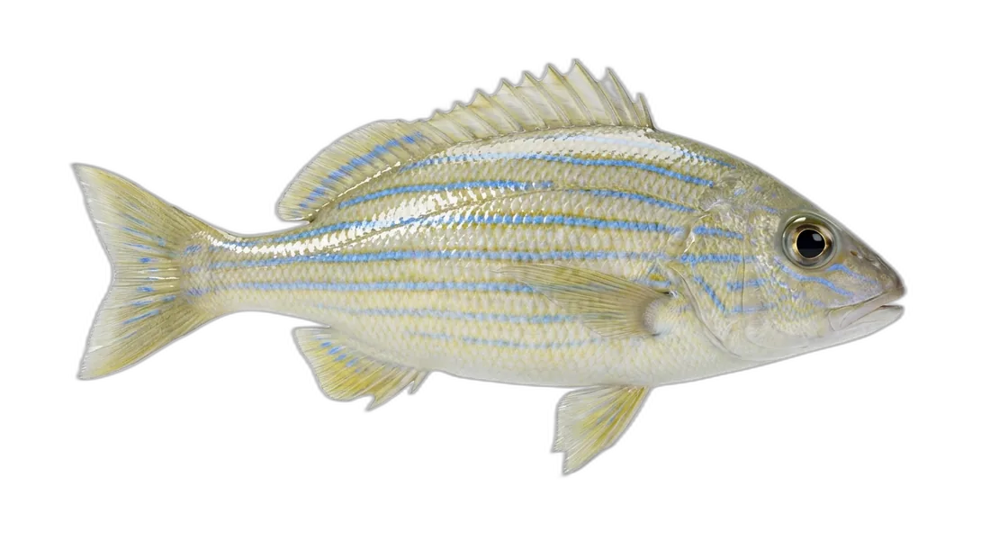Bluestriped Grunt