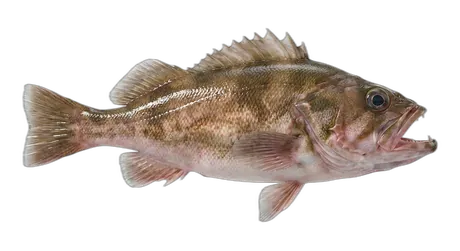 Bocaccio Rockfish