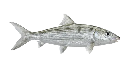 Bonefish