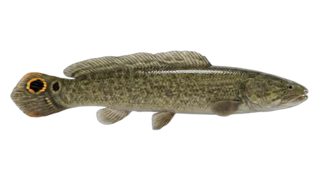 Bowfin