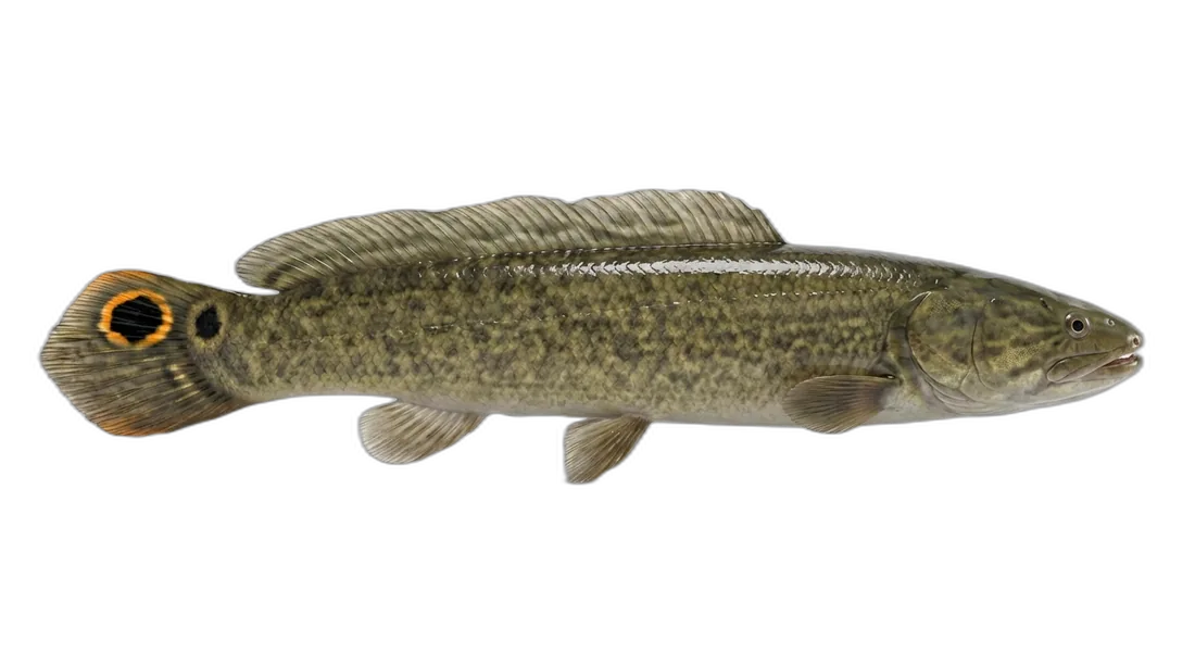 Bowfin