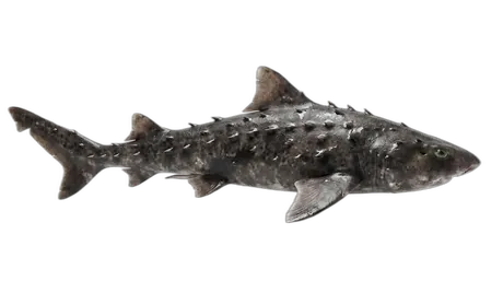 Bramble Shark
