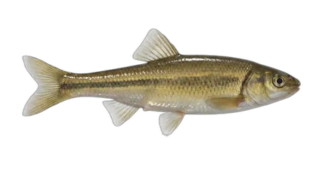 Brassy Minnow