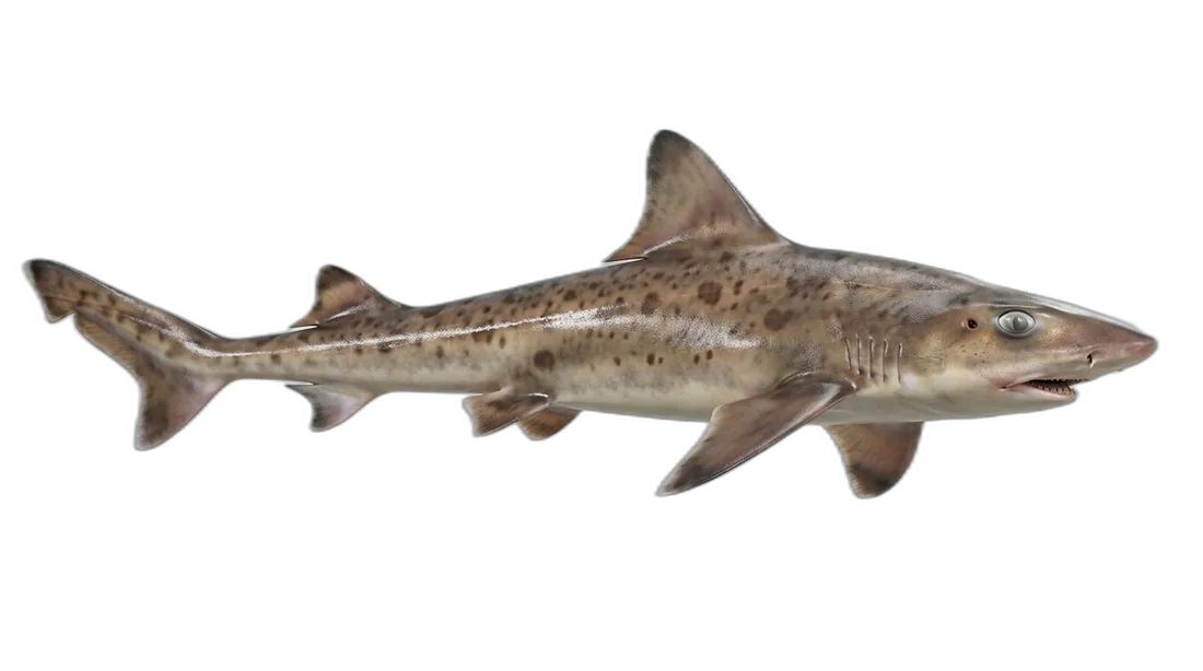 Brown Smooth-Hound