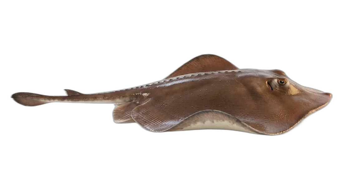 Brown Stingray