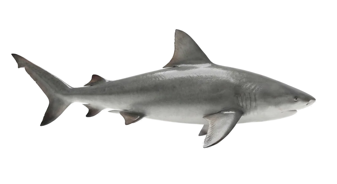 Bull Shark