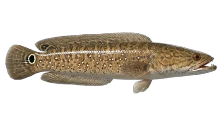 Bullseye Snakehead