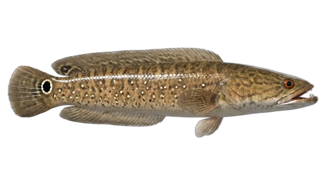 Bullseye Snakehead