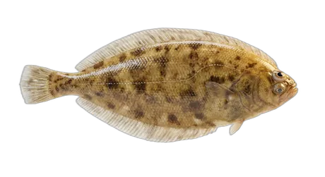 Butter Sole
