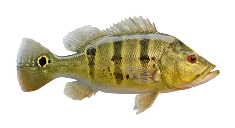 Butterfly Peacock Bass