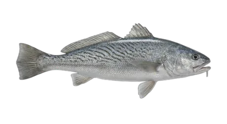 California Corbina