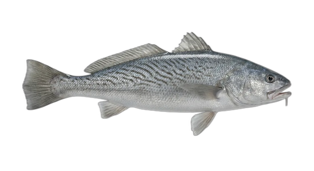 California Corbina