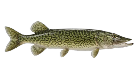 Chain Pickerel
